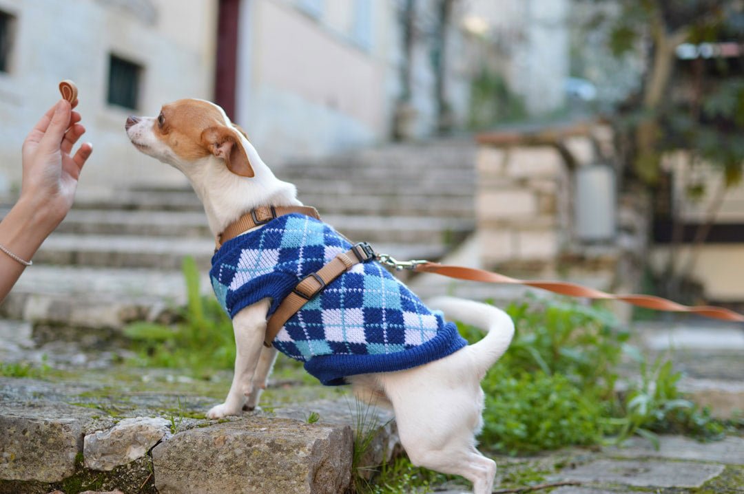 PETS CLOTHING & ACCESSORIES - FURRY WHOOF