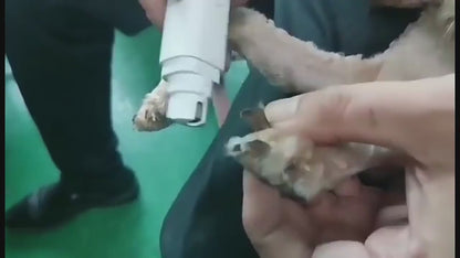 battery-powered pet nail grinder